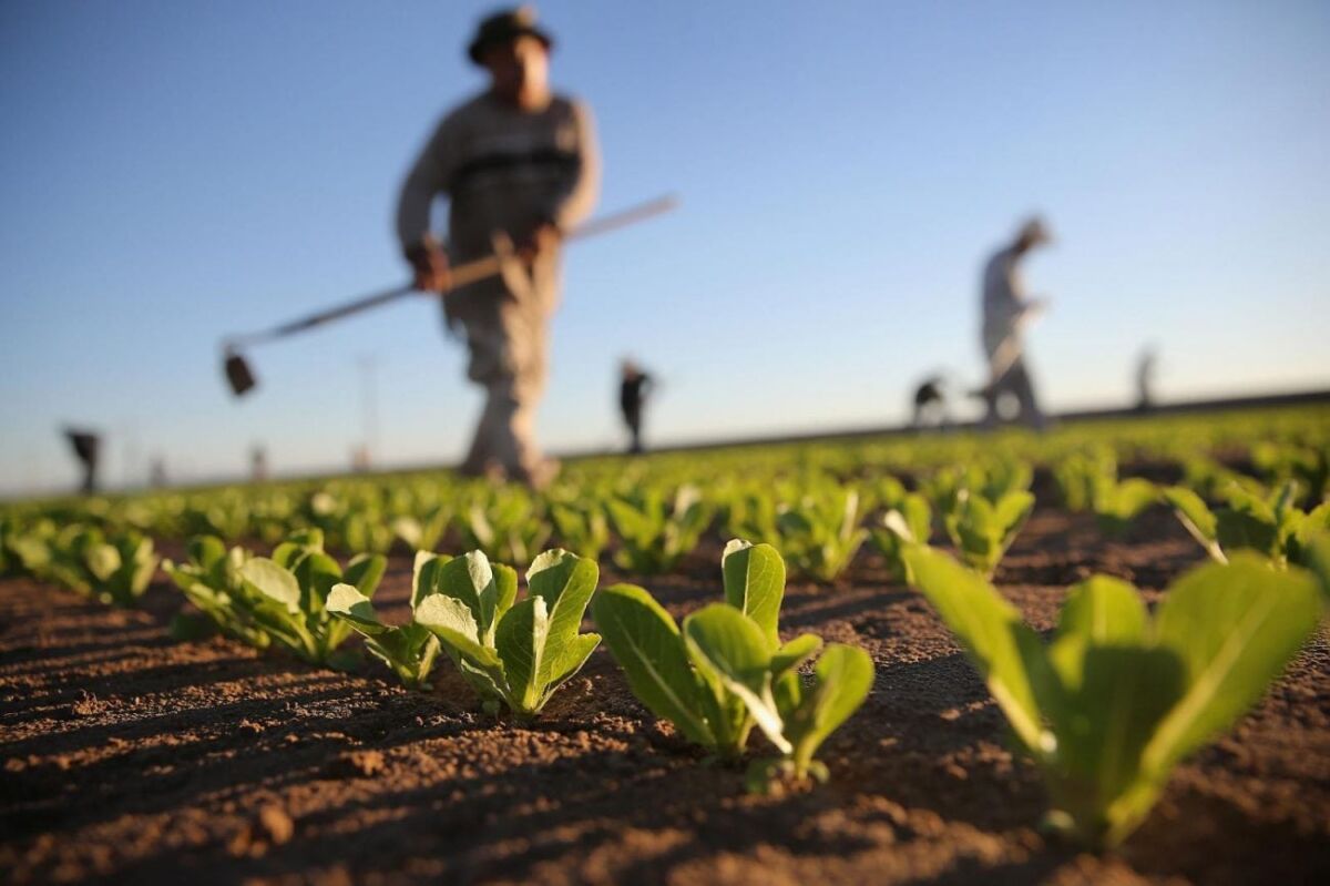 Puglia e Sicilia alleate per proteggere il settore agricolo e ortofrutticolo al collasso