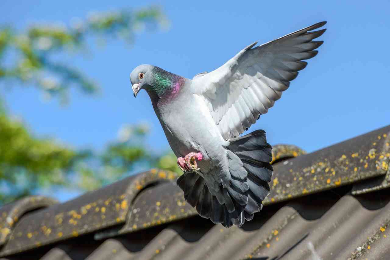 La pianta che allontana i piccioni da balconi e finestre, i vari